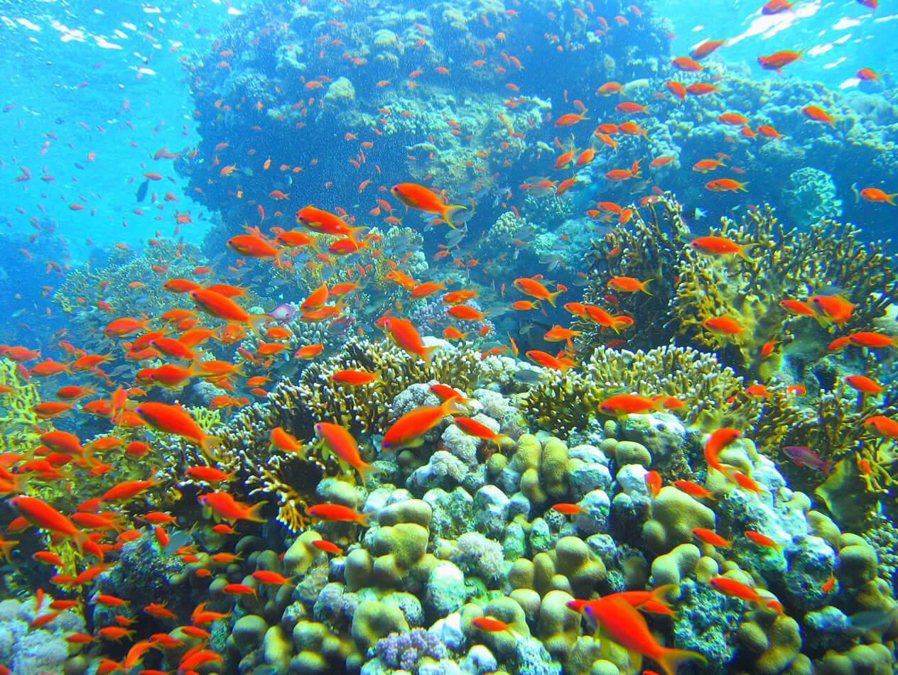 coral reef ras muhammad misir